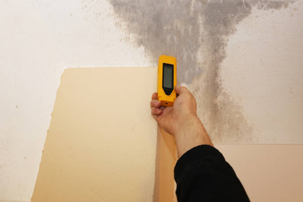 Best Mold Damage Restoration  in Woodlands, CA