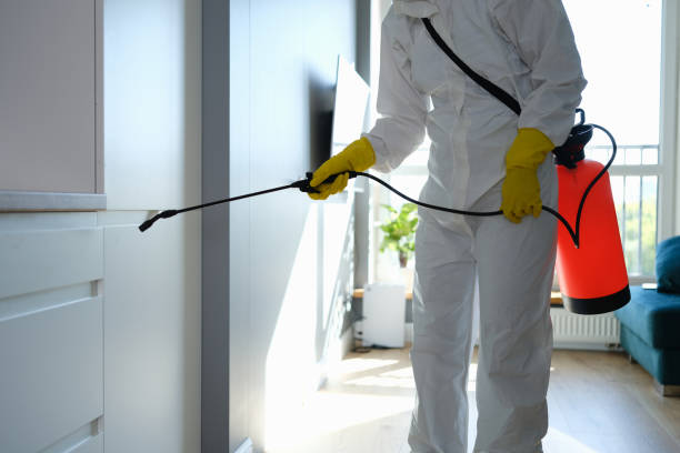 Best Attic Mold Removal  in Woodlands, CA
