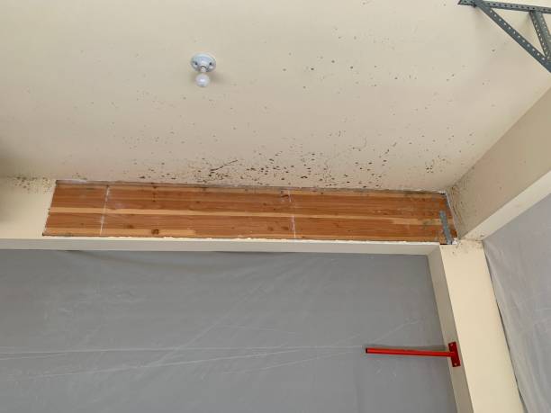Best Comprehensive Air Testing for Mold Contaminants  in Woodlands, CA