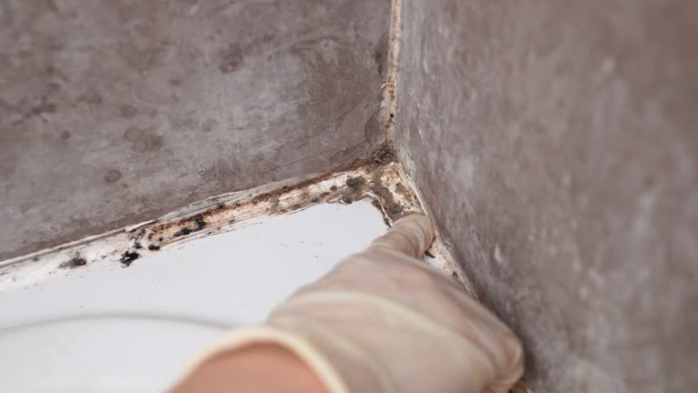 Best Mold Remediation for Healthcare Facilities  in Woodlands, CA